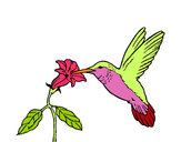 Dibujo Colibrí y una flor pintado por abey  