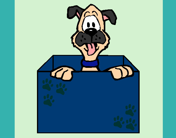 Perro dentro de caja