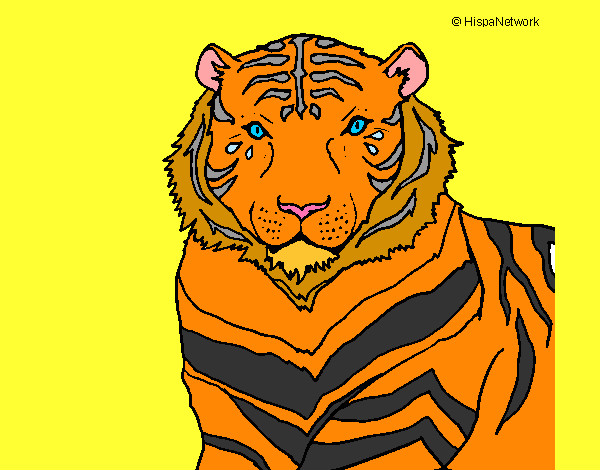 Dibujo Tigre 3 pintado por chofifer