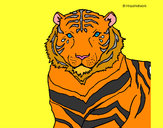 Dibujo Tigre 3 pintado por chofifer
