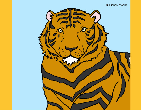 Dibujo Tigre 3 pintado por eliana5502