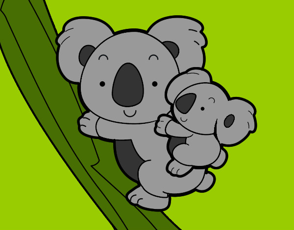 Madre koala