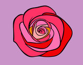 Dibujo Flor de rosa pintado por guillera