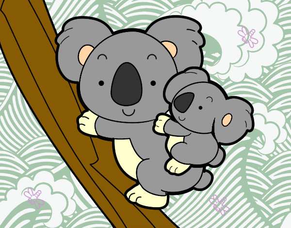 mdre koala 