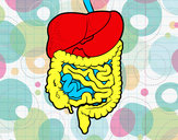 Dibujo Sistema digestivo pintado por SinaiV