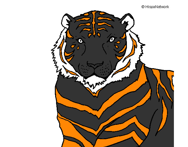 Dibujo Tigre 3 pintado por ivanmoren