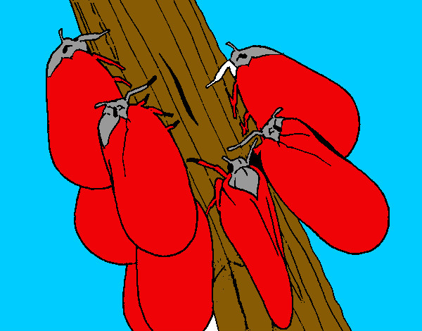 Insectos en un tronco