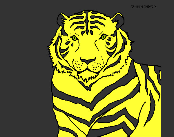 Dibujo Tigre 3 pintado por dacaga