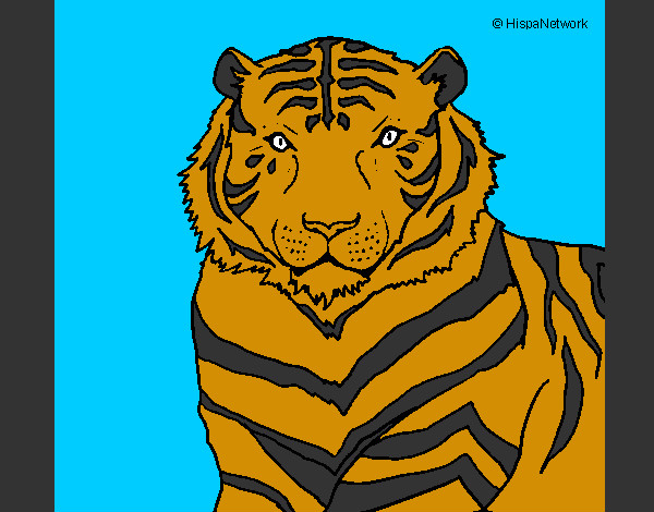 Dibujo Tigre 3 pintado por SantiagoC