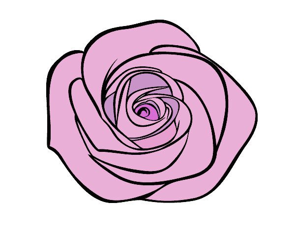 Dibujo Flor de rosa pintado por NCPM