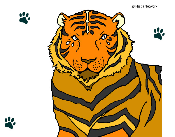 Dibujo Tigre 3 pintado por Jamerson