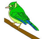 Dibujo Pájaro tropical pintado por LIRIOREUS