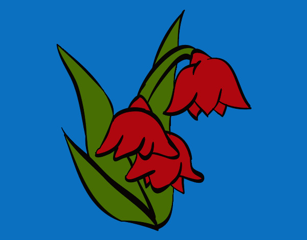 Flor de Brugmansia