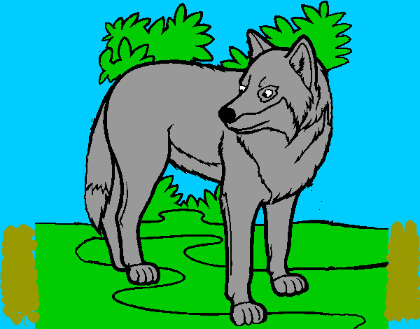 Dibujo Lobo pintado por agusce