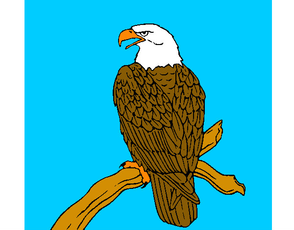 Dibujo Águila en una rama pintado por sergibo