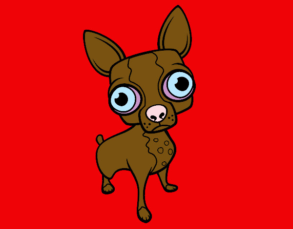 Dibujo Chihuahua pintado por nayarusky