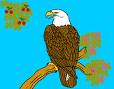 Dibujo Águila en una rama pintado por safat