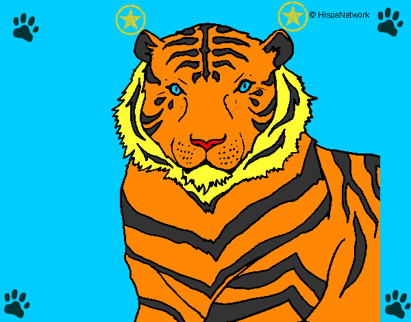 Dibujo Tigre 3 pintado por ALEPRONDA
