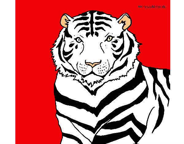 Dibujo Tigre 3 pintado por Ryuhakamy