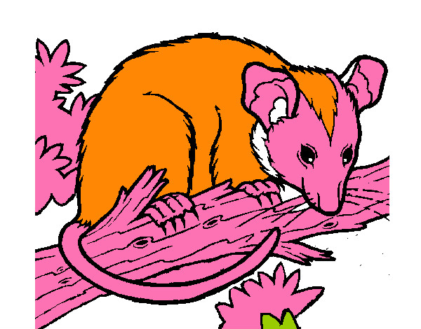 Dibujo Ardilla possum pintado por noramision