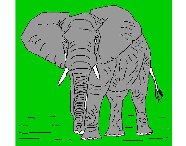 Dibujo Elefante 1 pintado por ivanmoren