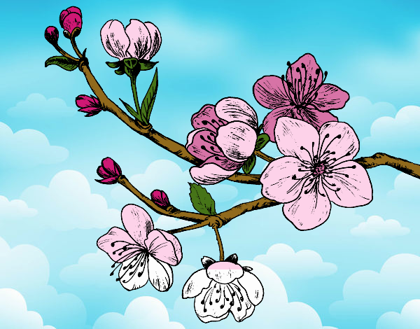 Dibujo Rama de cerezo pintado por isita_mgb