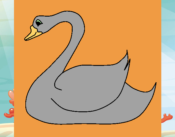 Cisne 1