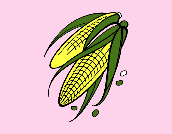 Mazorcas de maíz