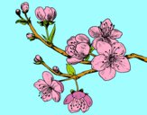 Dibujo Rama de cerezo pintado por ninda33123
