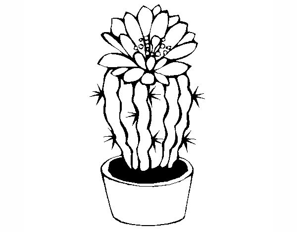 cactus con flor naturaleza flores 9967900
