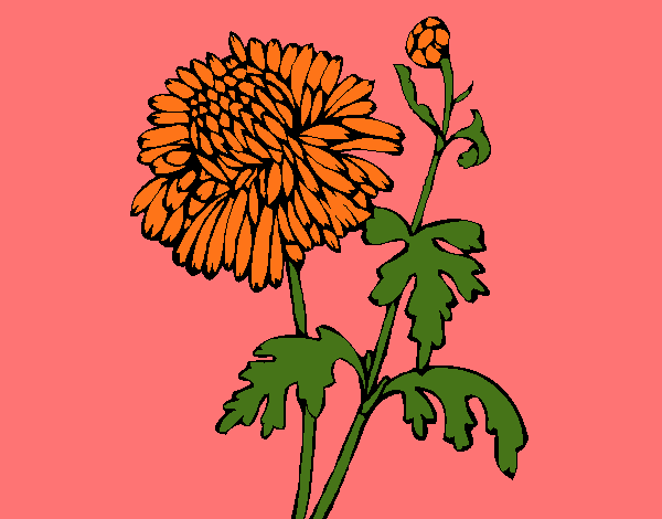 Dibujo Zinnia pintado por tilditus