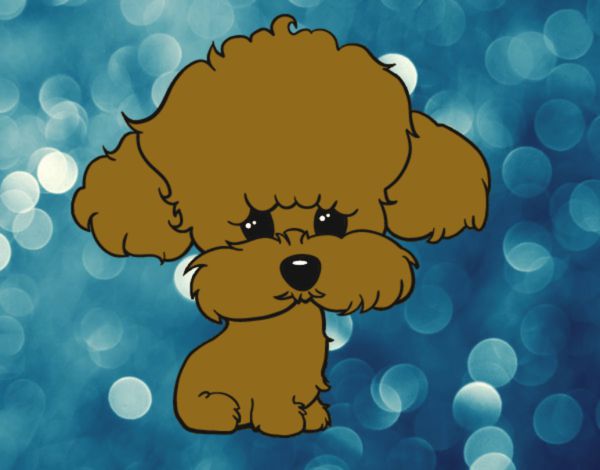 Dibujo Cachorro de poodle pintado por tilditus