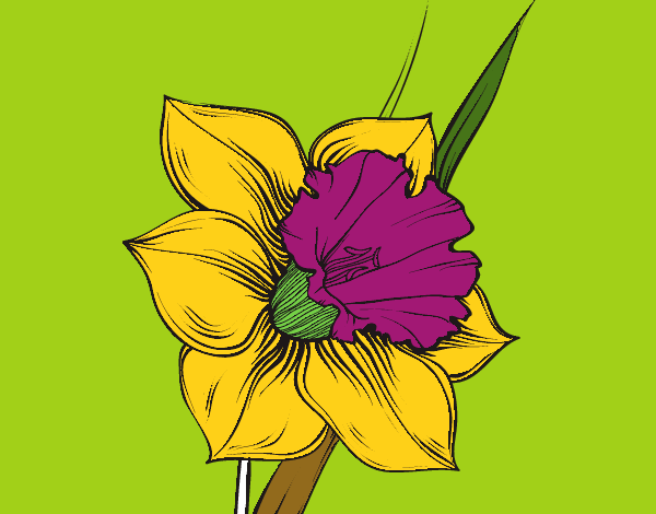 Dibujo De Flor De Narciso Pintado Por En Dibujos Net El D A A