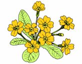 Dibujo Primula pintado por fernamda