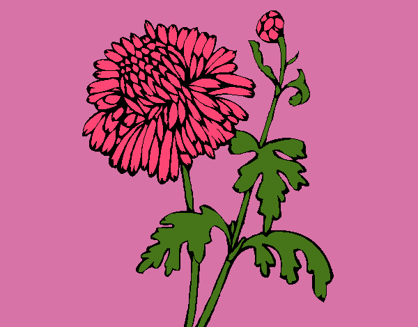 Dibujo Zinnia pintado por tilditus