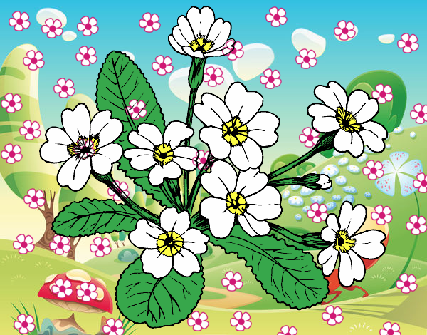 Dibujo Primula pintado por RubyHelena