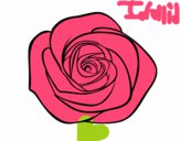 Dibujo Flor de rosa pintado por idalid