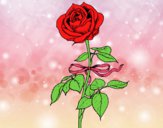 Dibujo Una rosa pintado por Noee12