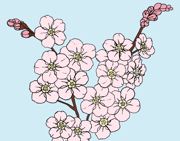 Dibujo Flor de cerezo pintado por haruh