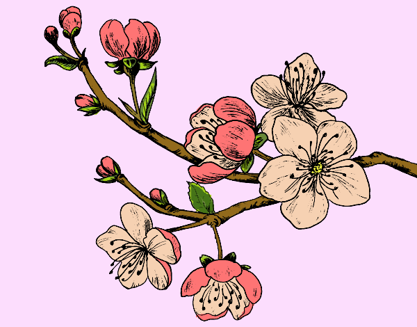 Dibujo Rama de cerezo pintado por ItzelFL