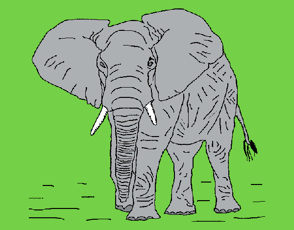 Dibujo Elefante 1 pintado por LunaLunita