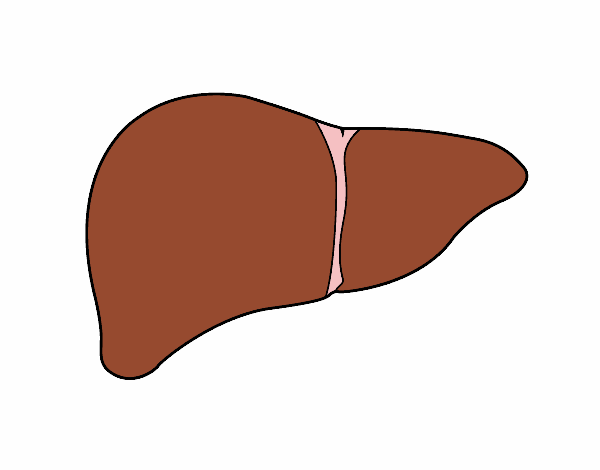Dibujo Hígado humano pintado por kjdfshiudf