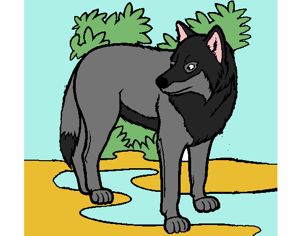 Dibujo Lobo pintado por gael38528