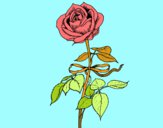 Dibujo Una rosa pintado por solsticio