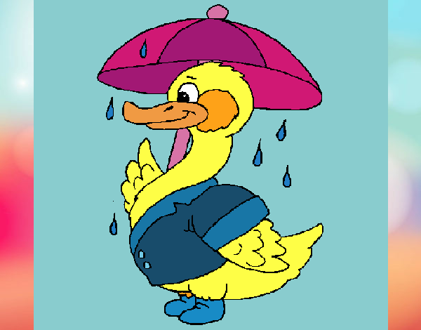 Pato bajo la lluvia