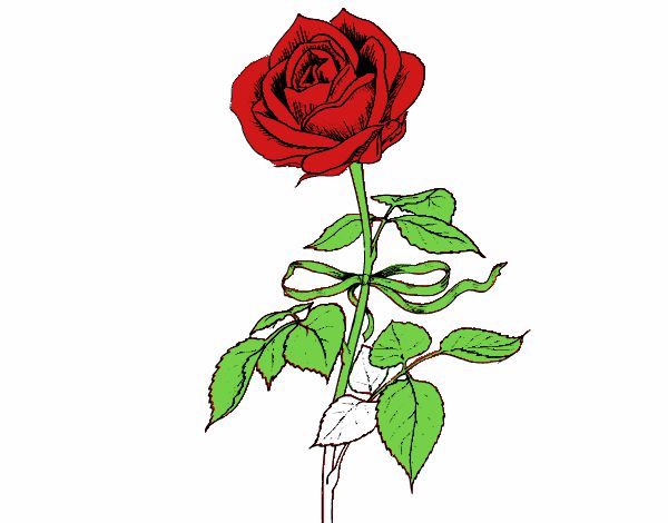 Una rosa