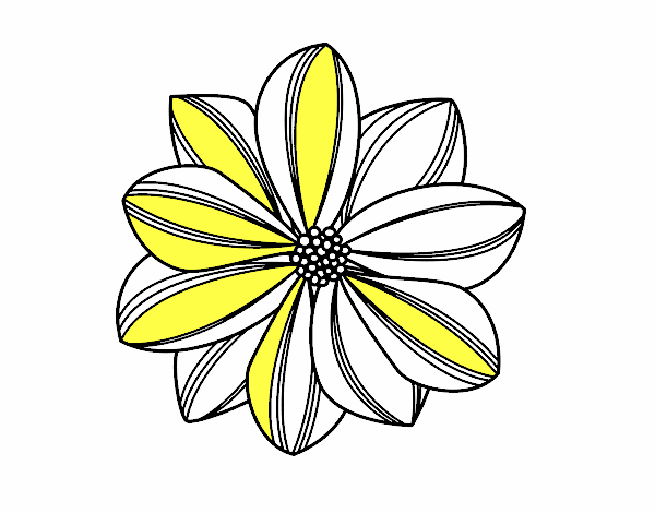 Flor de margarita