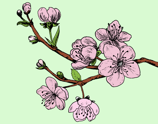 Dibujo Rama de cerezo pintado por hasiel 