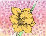 Dibujo Flor de narciso pintado por nalia