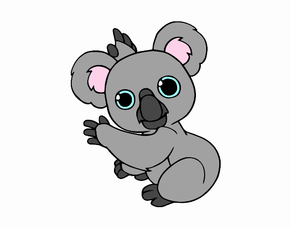 bonito coala